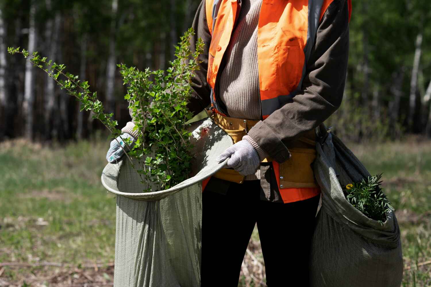 Trusted Little Rock, AR Tree Service Experts